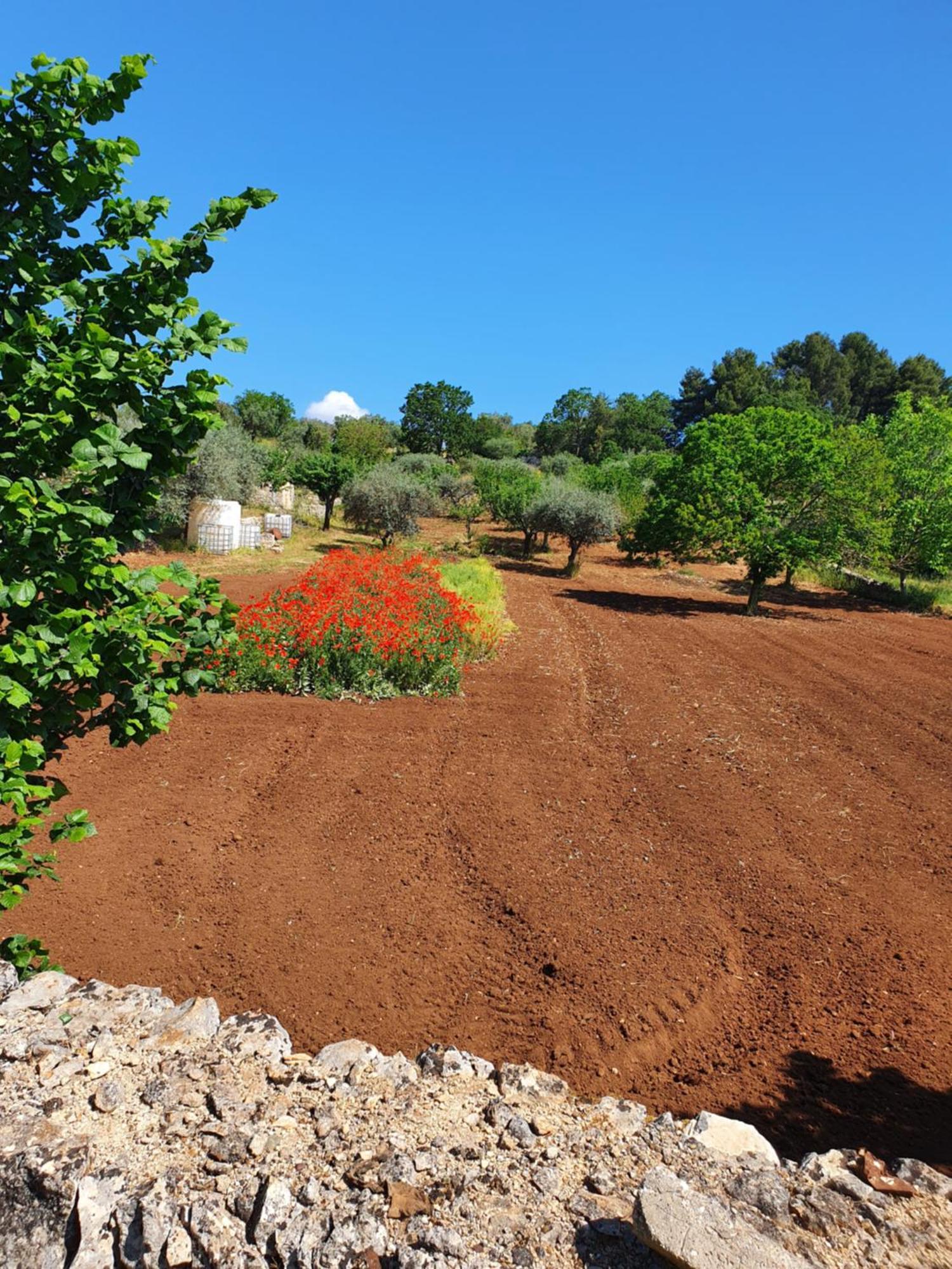 Trullo Vacanze Di Cumma Rosa Αλμπερομπέλο Εξωτερικό φωτογραφία