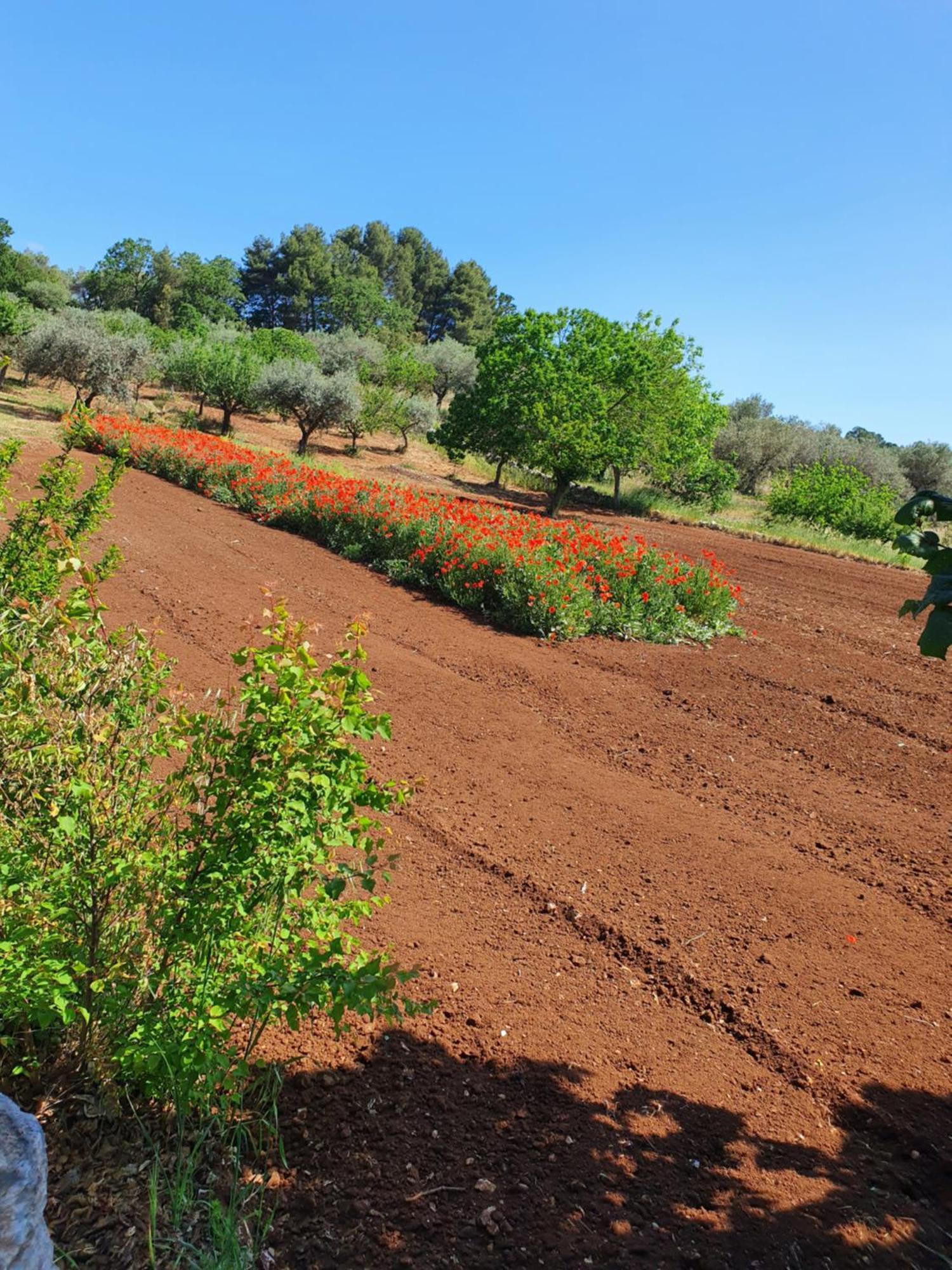 Trullo Vacanze Di Cumma Rosa Αλμπερομπέλο Εξωτερικό φωτογραφία